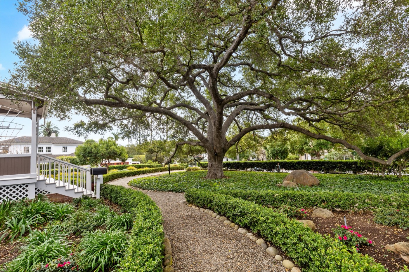 Gravel path beneath the heritage oak